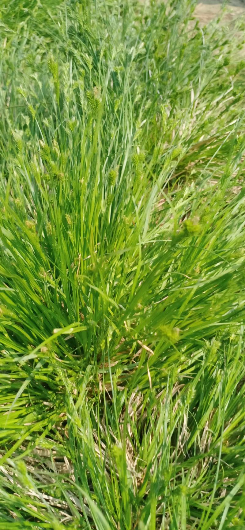 园林绿化花草种秄