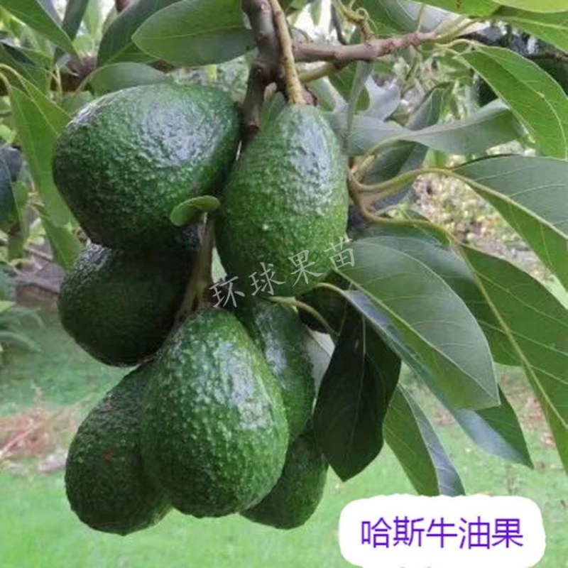 牛油果树苗南北方种植嫁接墨西哥哈斯牛油果苗树当年结果