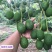 牛油果树苗南北方种植嫁接墨西哥哈斯牛油果苗树当年结果