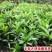 牛油果树苗南北方种植嫁接墨西哥哈斯牛油果苗树当年结果