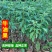 牛油果树苗南北方种植嫁接墨西哥哈斯牛油果苗树当年结果
