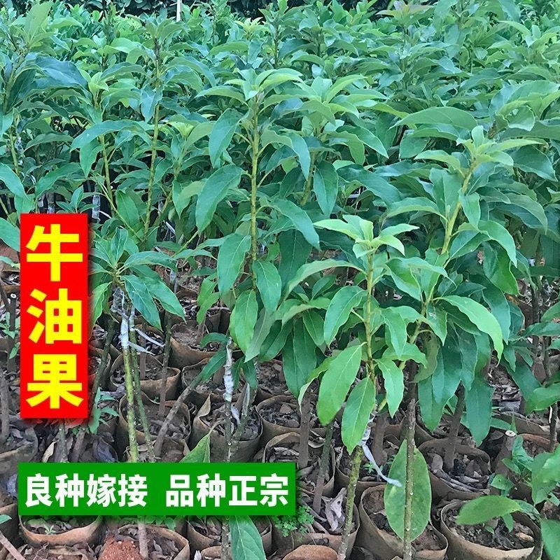 牛油果树苗南北方种植嫁接墨西哥哈斯牛油果苗树当年结果