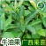 牛油果树苗南北方种植嫁接墨西哥哈斯牛油果苗树当年结果