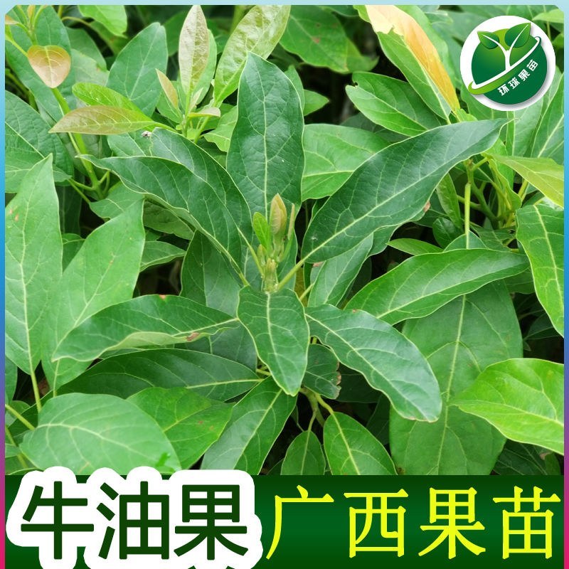 牛油果树苗南北方种植嫁接墨西哥哈斯牛油果苗树当年结果