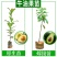 牛油果树苗南北方种植嫁接墨西哥哈斯牛油果苗树当年结果