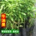 牛油果树苗南北方种植嫁接墨西哥哈斯牛油果苗树当年结果