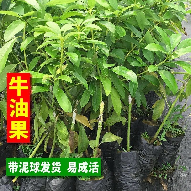 牛油果树苗南北方种植嫁接墨西哥哈斯牛油果苗树当年结果