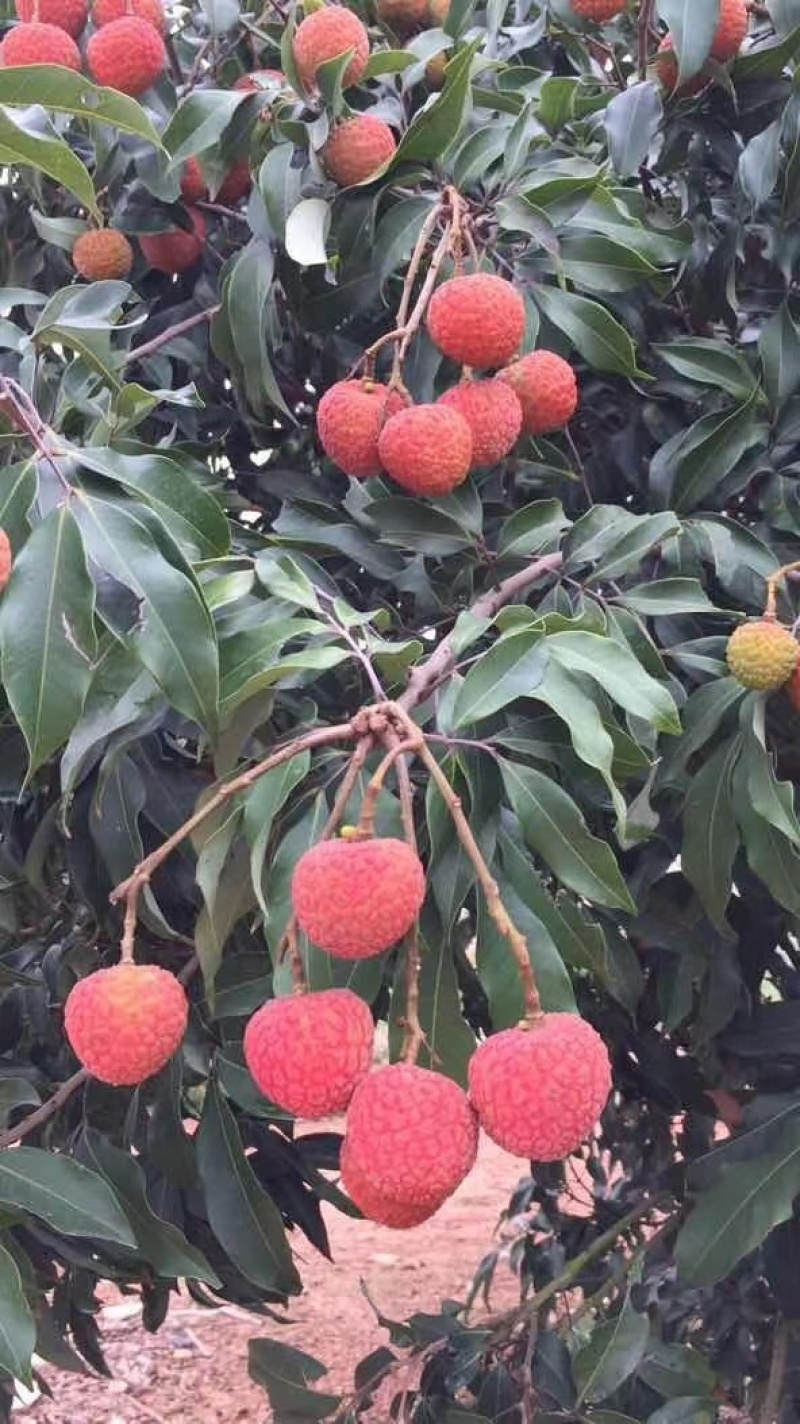 广东白糖罂荔枝大量上市电商市场社区精品货