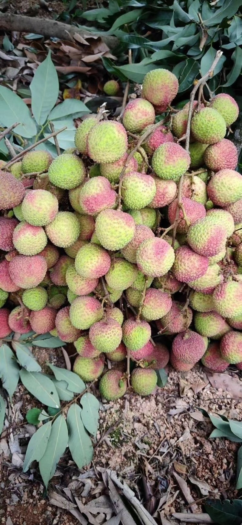 广东白糖罂荔枝大量上市电商市场社区精品货