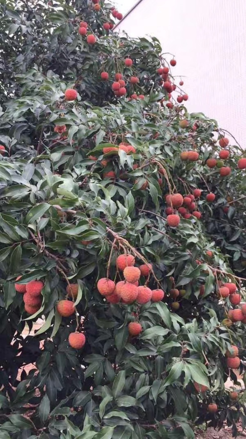 广东白糖罂荔枝大量上市电商市场社区精品货