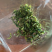【带虫孔的茶叶】没有喷洒农药，纯日照，品之嘉绿茶