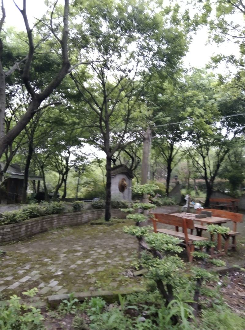 朴树