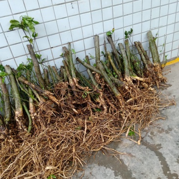栀子树桩，树根，可以做盆景，花园绿化观赏树，现挖现卖。