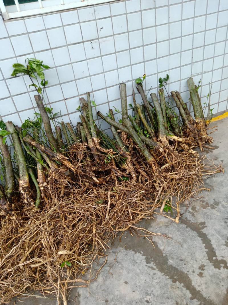 栀子树桩，树根，可以做盆景，花园绿化观赏树，现挖现卖。