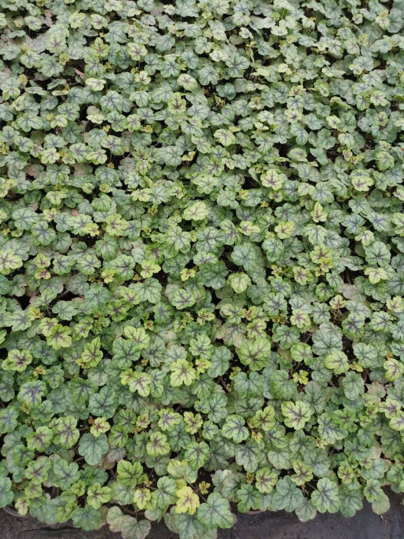 矾根基地直销，大量现货，价格实惠，质量不错