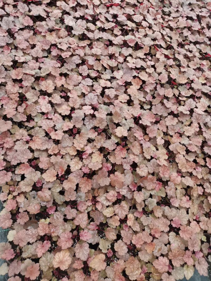矾根基地直销，大量现货，价格实惠，质量不错