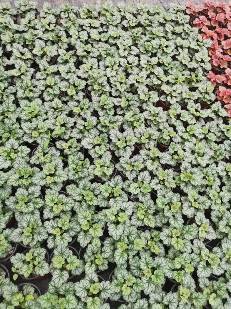 矾根基地直销，大量现货，价格实惠，质量不错