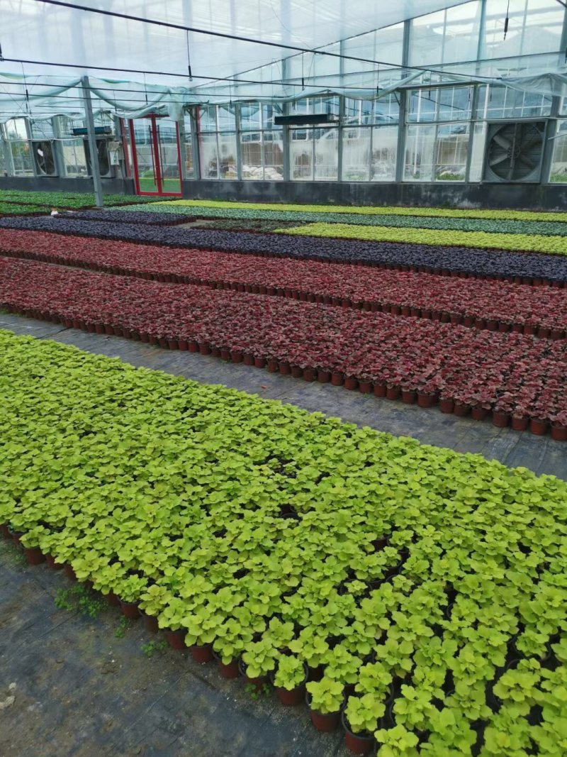 矾根基地直销，大量现货，价格实惠，质量不错