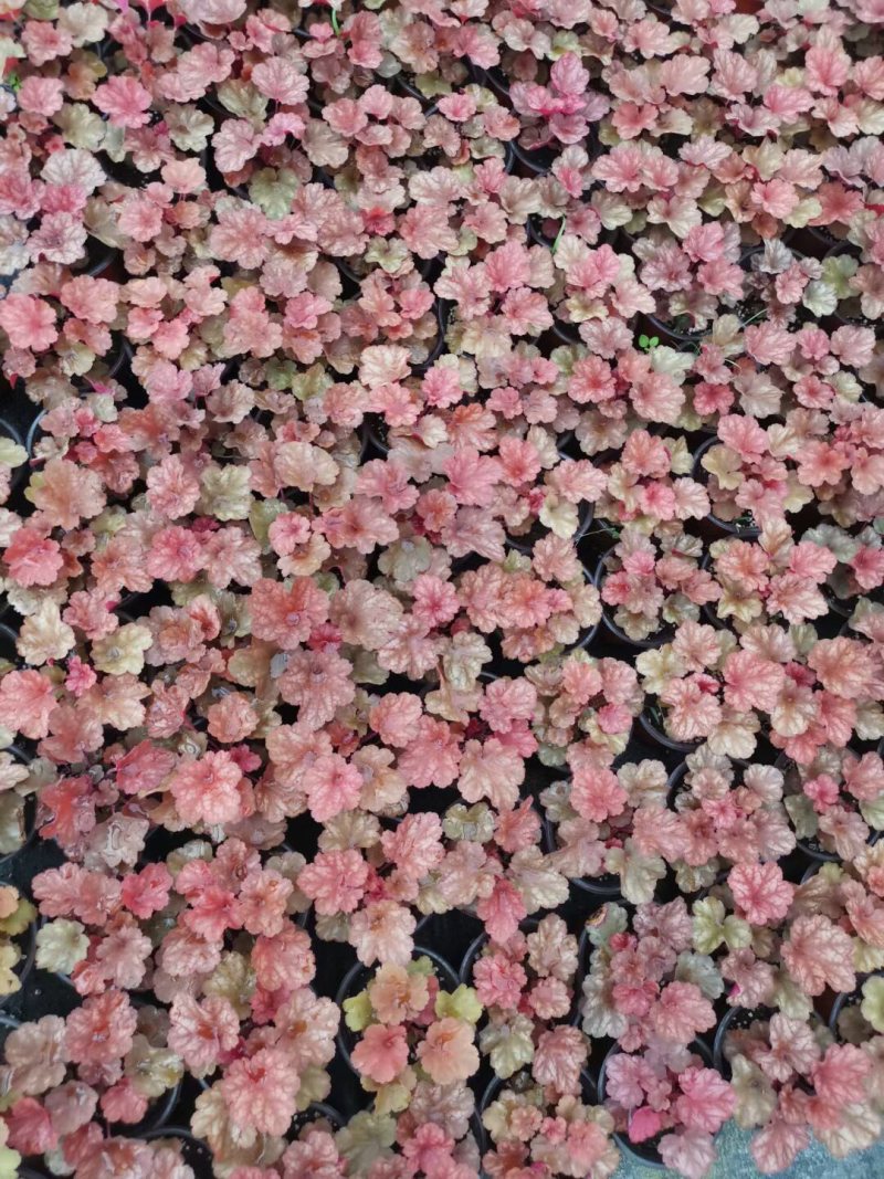 矾根基地直销，大量现货，价格实惠，质量不错