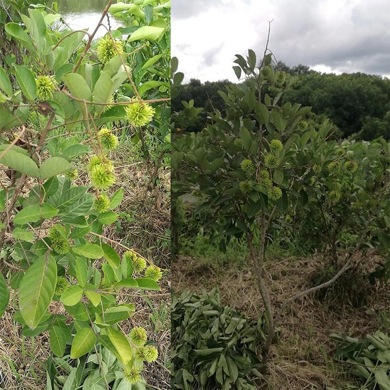 嫁接红毛丹树苗泰国毛荔枝毛龙眼水果树苗荔枝苗盆栽地栽当年