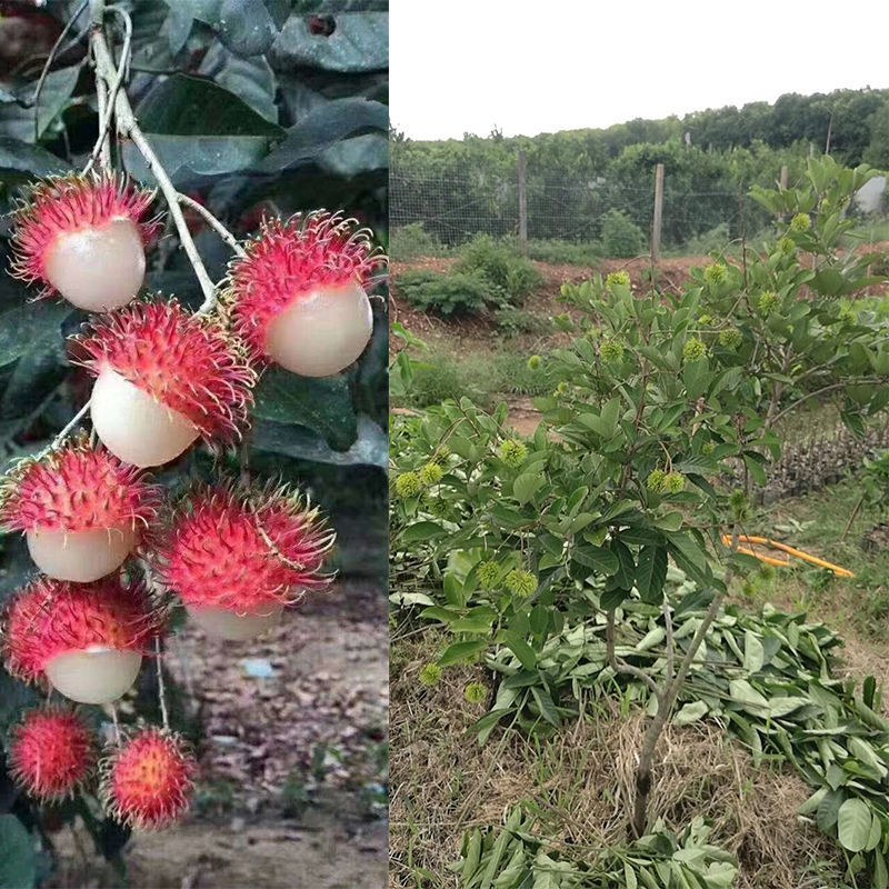 嫁接红毛丹树苗泰国毛荔枝毛龙眼水果树苗荔枝苗盆栽地栽当年