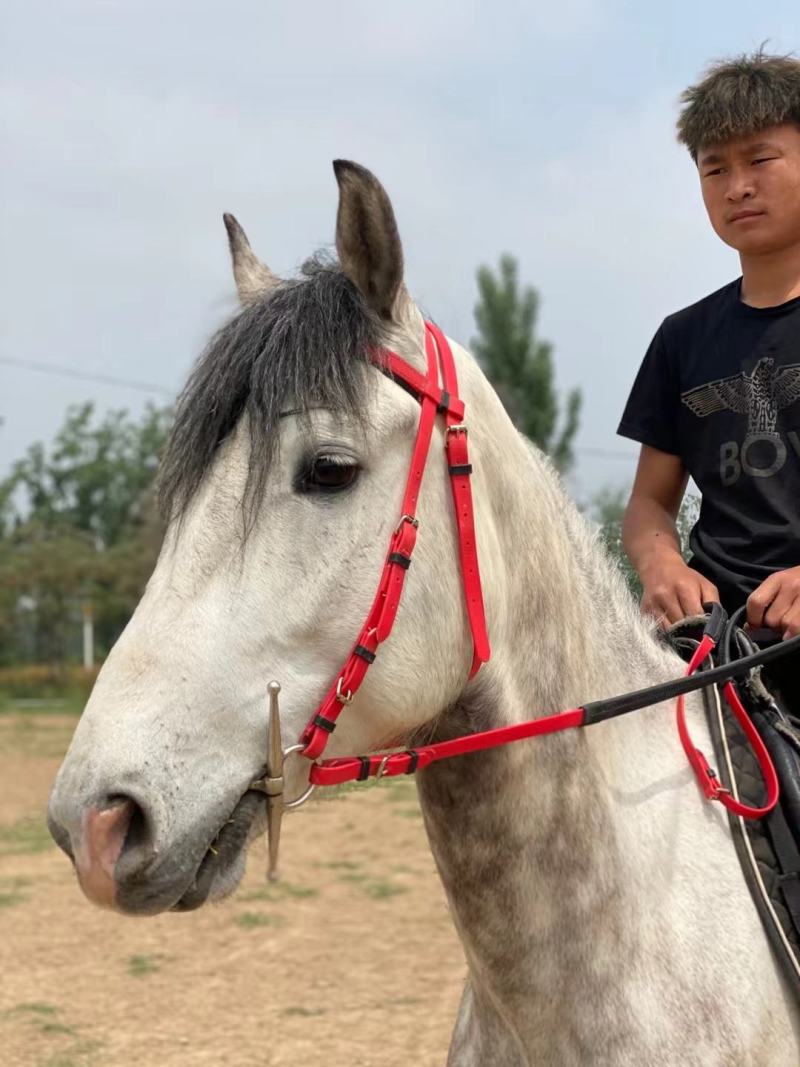 温血马纯血马德宝矮马