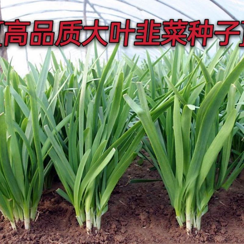 优质大叶韭菜种子宽叶韭菜种子肥叶韭菜种子白根