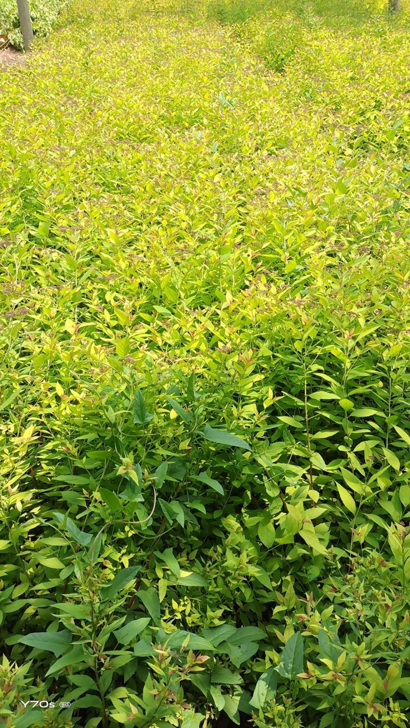 金焰绣线菊麻叶绣线菊各种营养杯小苗……