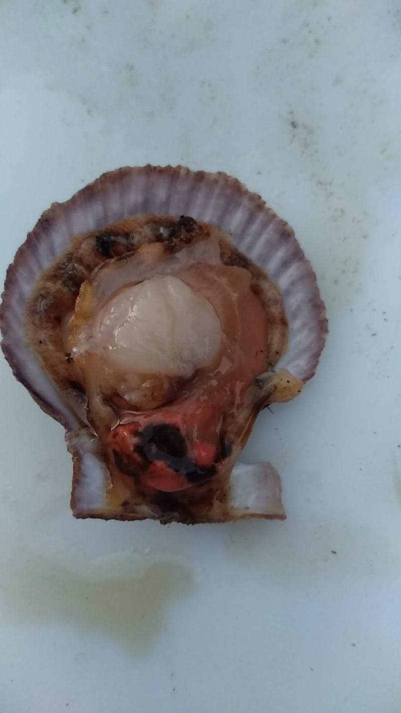 长海县原浆贝丁肉，扇贝柱
