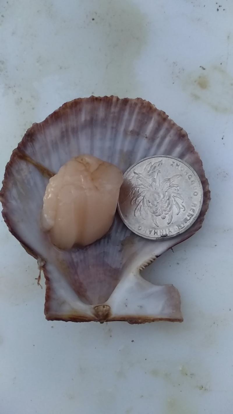 长海县原浆贝丁肉，扇贝柱