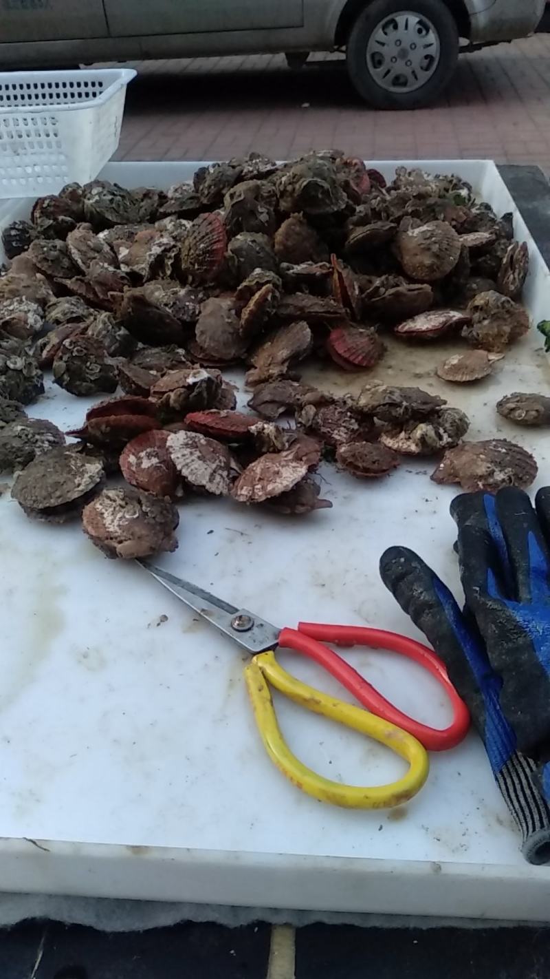 长海县原浆贝丁肉，扇贝柱