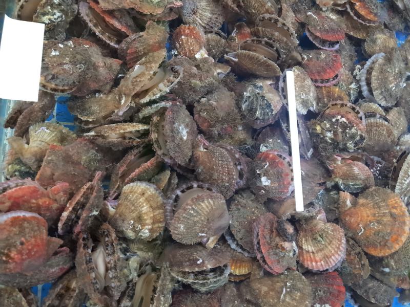 长海县原浆贝丁肉，扇贝柱
