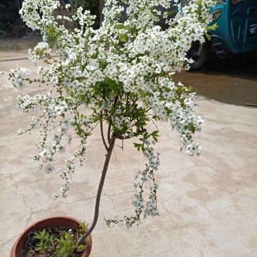 珍珠梅（雪柳喷雪花）清新脱俗，洁白的小花开满枝条，特别好