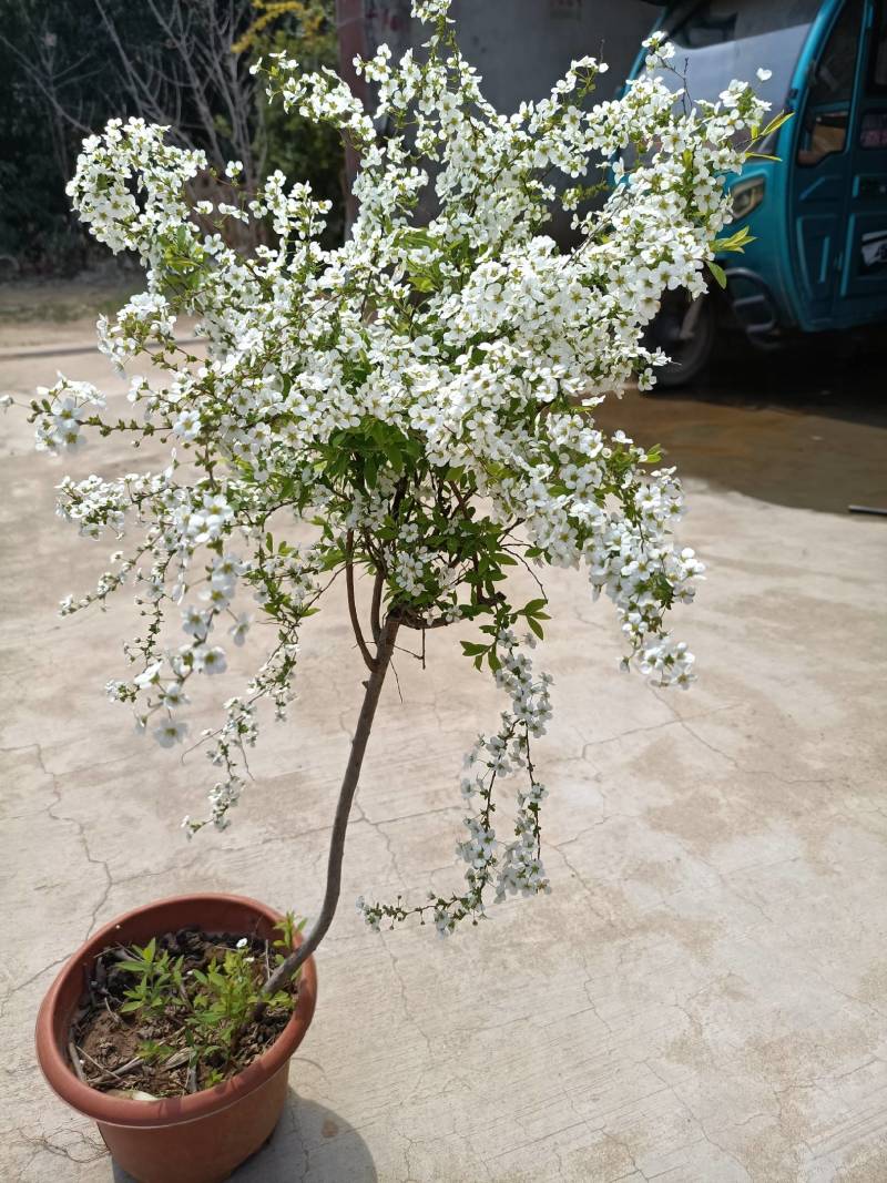 珍珠梅（雪柳喷雪花）清新脱俗，洁白的小花开满枝条，特别好