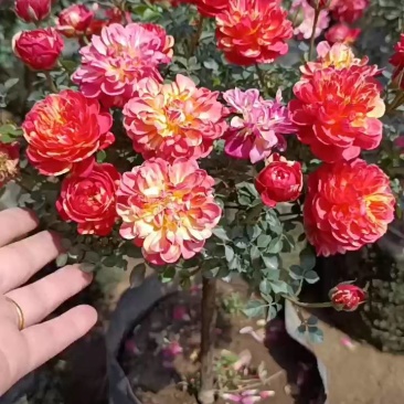 树状月季，大小规格都有，颜色齐全量大优惠
