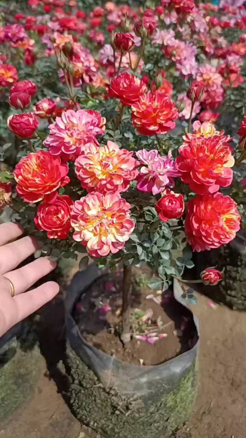 树状月季，大小规格都有，颜色齐全量大优惠