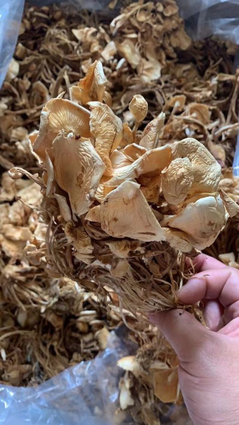 新货茶树菇干度好颜色好无碎渣一件40斤可上门自提
