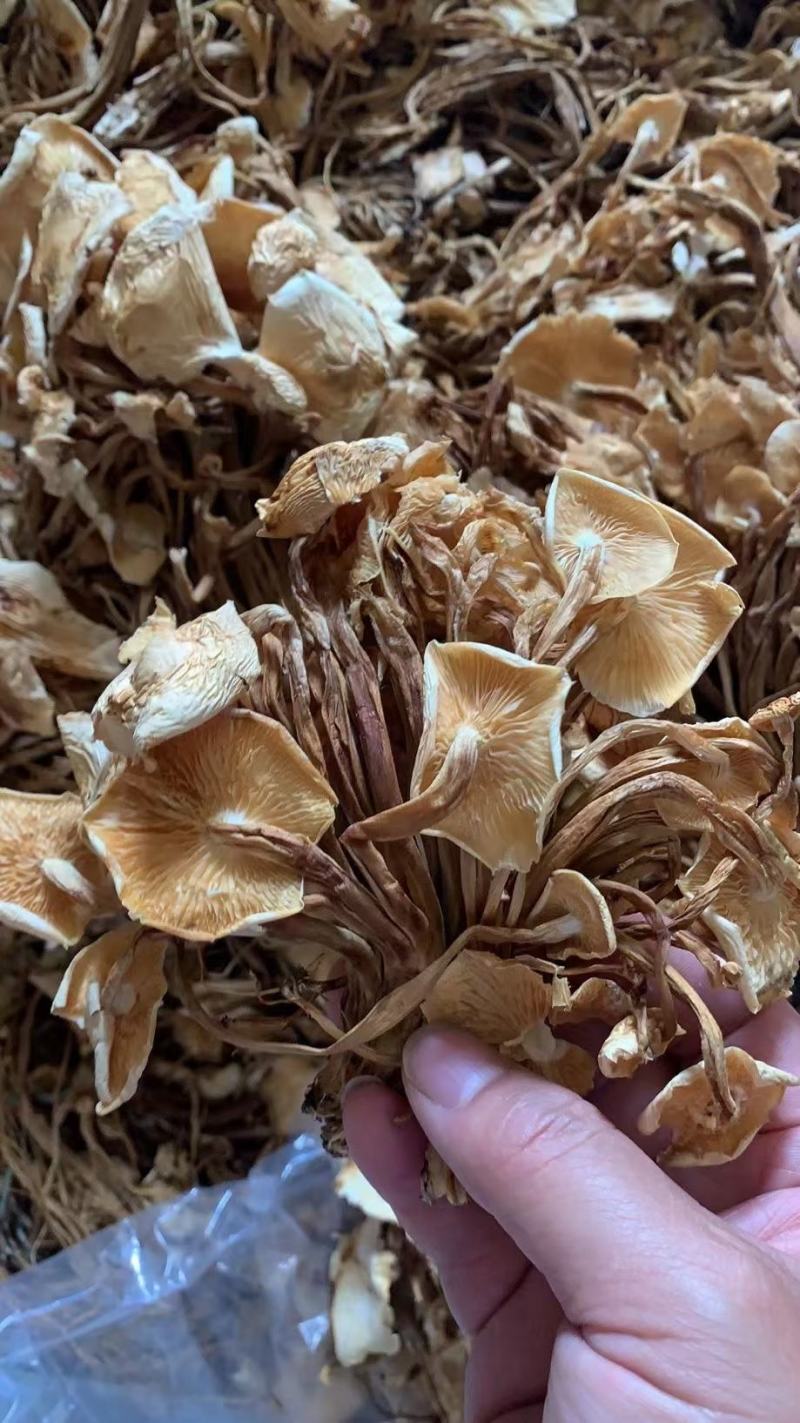 新货茶树菇干度好颜色好无碎渣一件40斤可上门自提