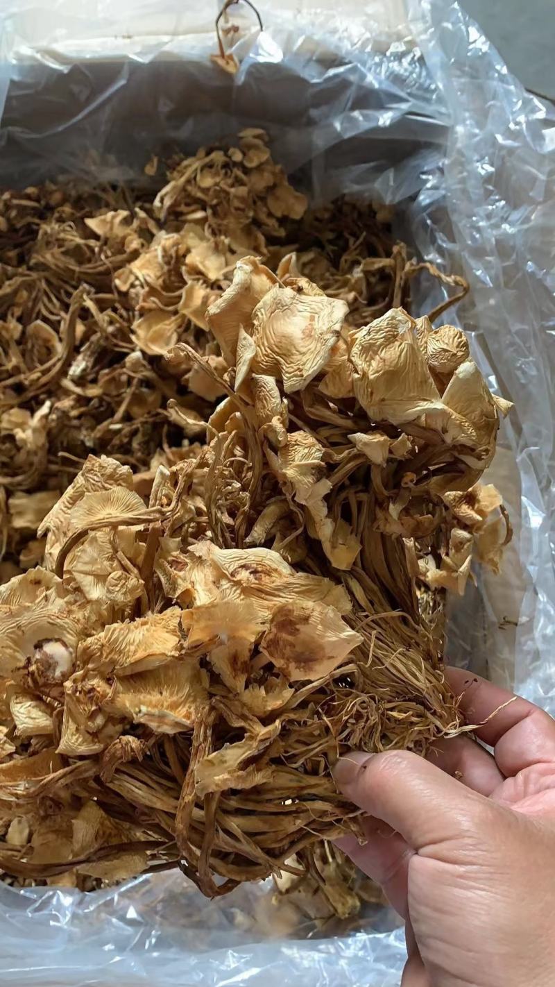 新货茶树菇干度好颜色好无碎渣一件40斤可上门自提