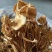 新货茶树菇干度好颜色好无碎渣一件40斤可上门自提
