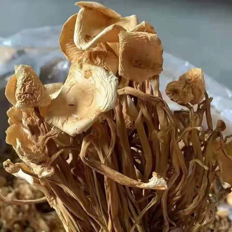 新货茶树菇干度好颜色好无碎渣一件40斤可上门自提