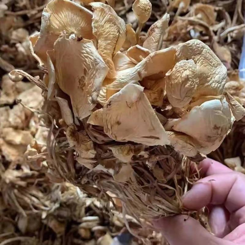 新货茶树菇干度好颜色好无碎渣一件40斤可上门自提