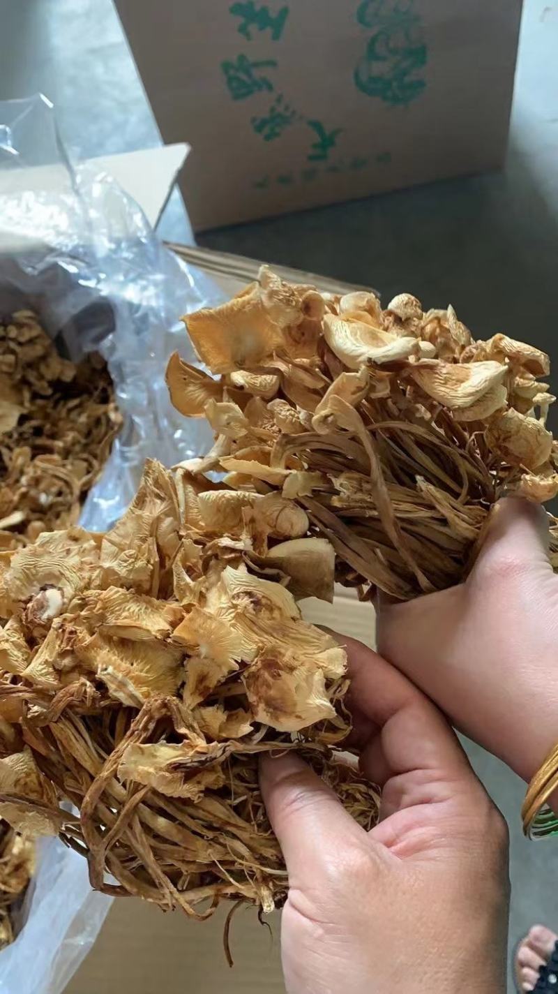 新货茶树菇干度好颜色好无碎渣一件40斤可上门自提