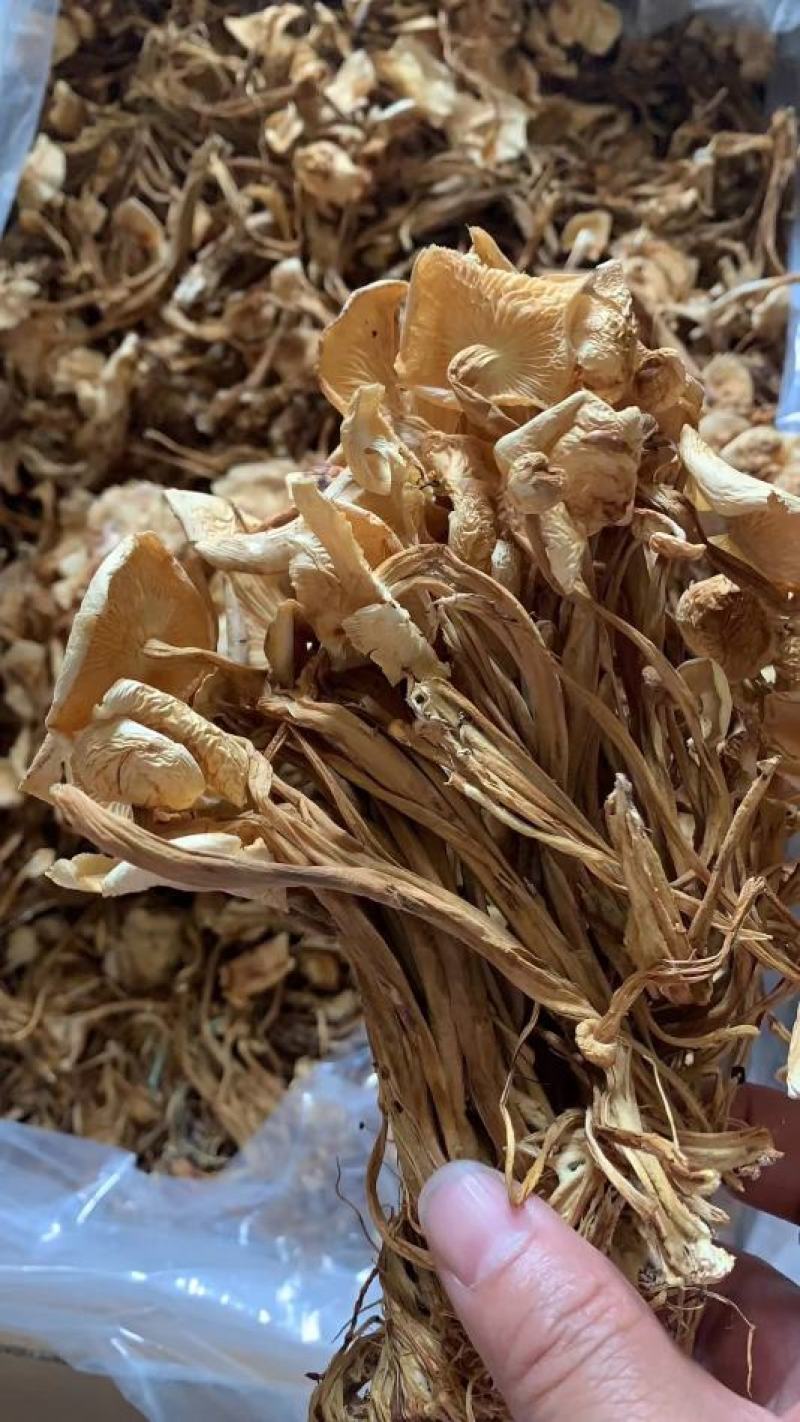 新货茶树菇干度好颜色好无碎渣一件40斤可上门自提