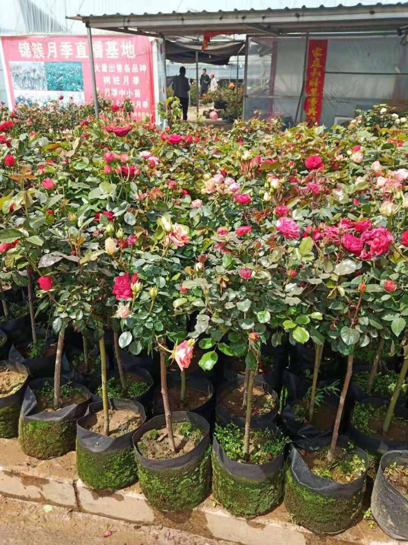 树状月季，大小规格都有，颜色齐全量大优惠