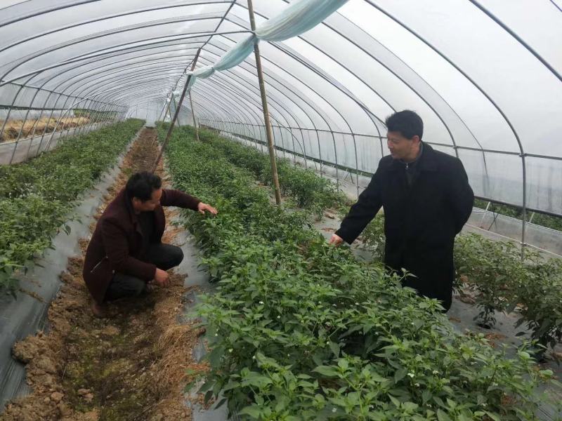 “杨林洞庭鲜”辣椒/特色生态辣椒/吃回50年前的味道