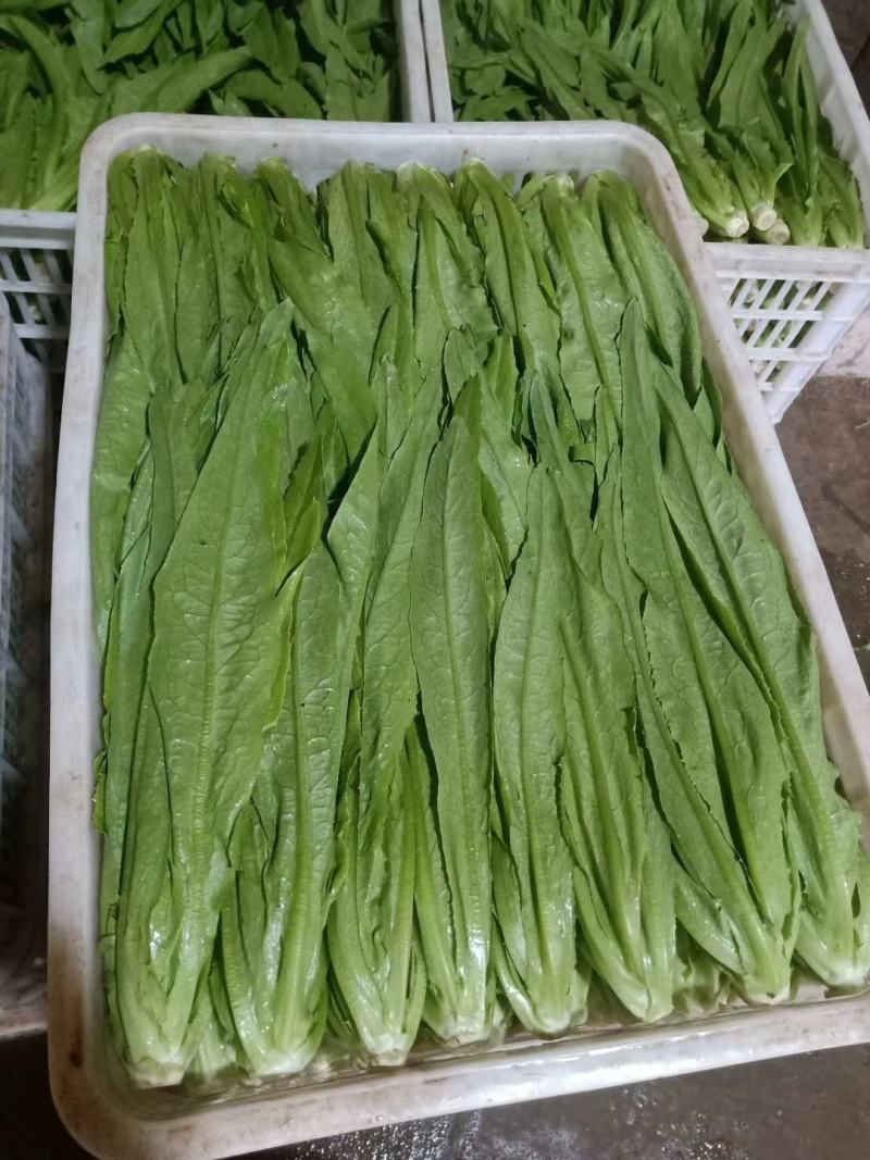 常年供应叶菜质量不错