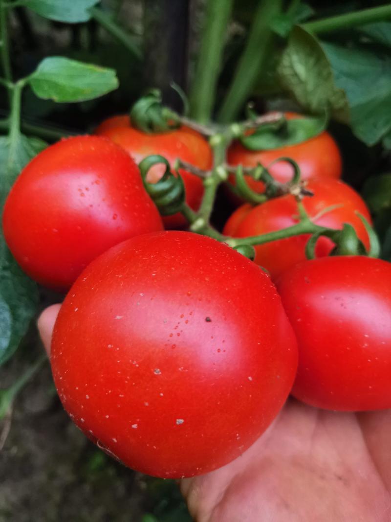 [精选]硬粉西红柿，支持一件代发社区团购