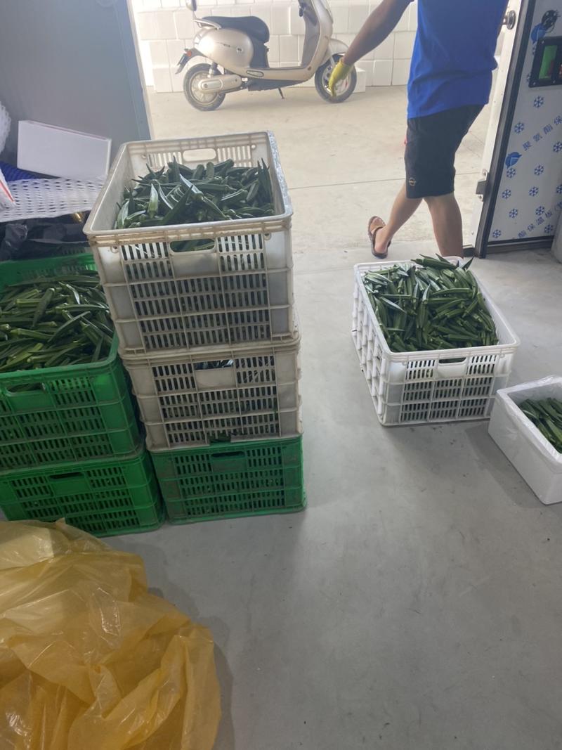 福建漳州精品秋葵质量可靠大量上市全国发货随时装车净重14斤