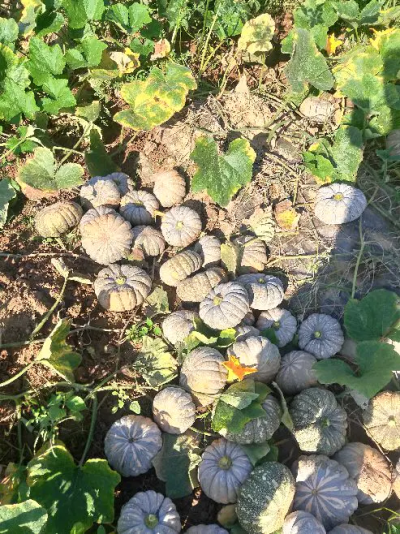 特级香芋南瓜代发，浓香型个头均匀老度好，适合商超电商平台